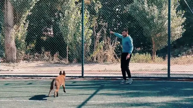 "Belçika Malinois Koruma Eğitimi" videosunun kapak görseli