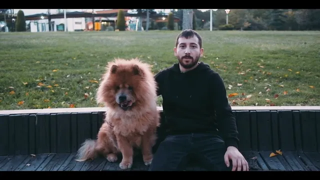 "Chow Chow ile İtaat Çalışması" videosunun kapak görseli