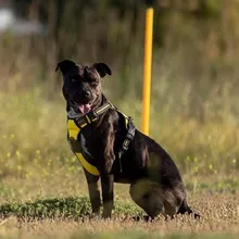 Çimenlik bir alanda oturan, sarı göğüs tasması takan koyu kahverengi bir köpeğin fotoğrafı; arkada sarı bir direk ve gün batımı ışığı görülüyor