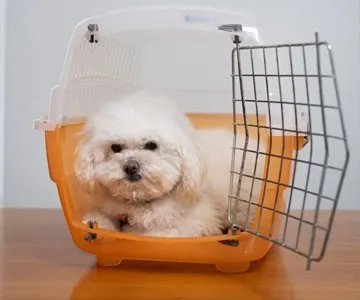 Turuncu plastik bir kedi/köpek taşıma kafesinin içinde oturan beyaz kıvırcık tüylü küçük bir köpeğin fotoğrafı