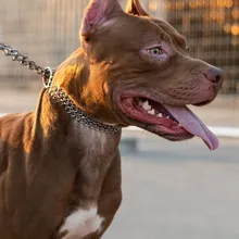 Zincir tasmalı, ağzı açık kahverengi bir köpeğin tel çit önünde yakın çekim fotoğrafı