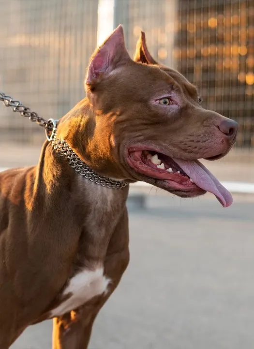 Zincir tasmalı, ağzı açık kahverengi bir köpeğin tel çit önünde yakın çekim fotoğrafı