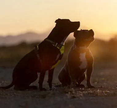 Gün batımında yan yana oturan, biri diğerinin boynuna sürtünen iki köpeğin siluet fotoğrafı