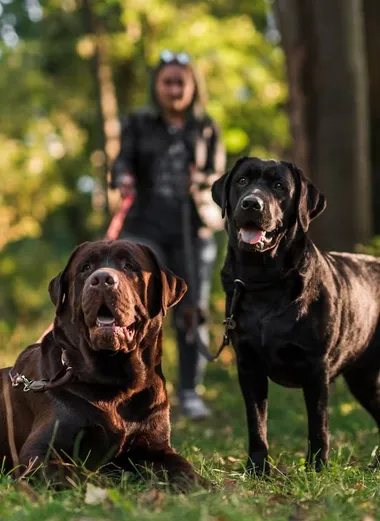 Çimenlik bir alanda biri yatan kahverengi, biri ayakta duran siyah iki labrador köpeği; arkada tasmalarını tutan bir kişi görülüyor