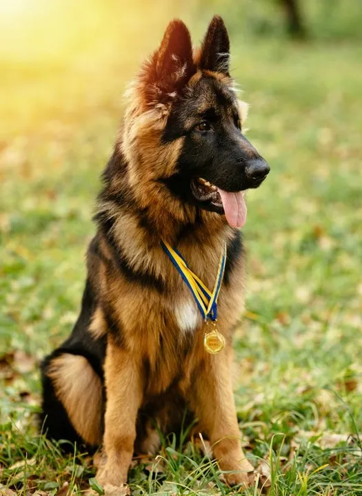 Boynunda madalyalar asılı, çimenlik bir alanda oturan uzun tüylü bir Alman çoban köpeği