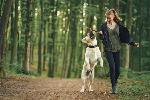 Ormanda bir kadının elindeki değneğe atlayarak ulaşmaya çalışan, siyah tasmalı sarı renkli bir köpeğin fotoğrafı