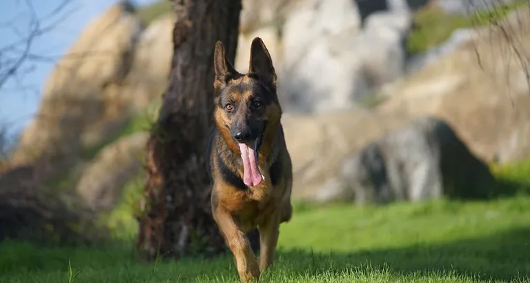 Kayalık ve ağaçlık bir alanın önünde, çimenlik zeminde koşan, dili dışarıda siyah-kahverengi tüylü bir köpeğin fotoğrafı