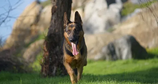 Kayalık ve ağaçlık bir alanın önünde, çimenlik zeminde koşan, dili dışarıda siyah-kahverengi tüylü bir köpeğin fotoğrafı