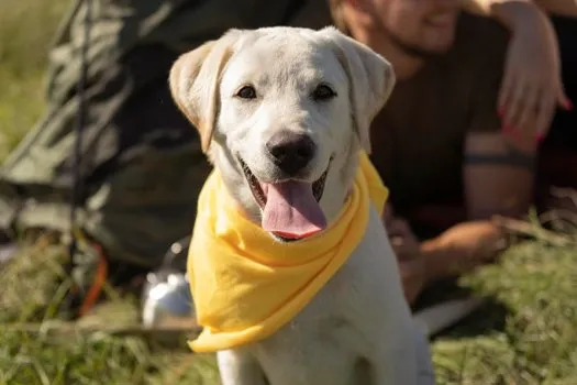 Boynunda sarı bandana olan krem rengi bir Labrador yavrusunun dilini çıkararak kameraya baktığı yakın çekim fotoğrafı