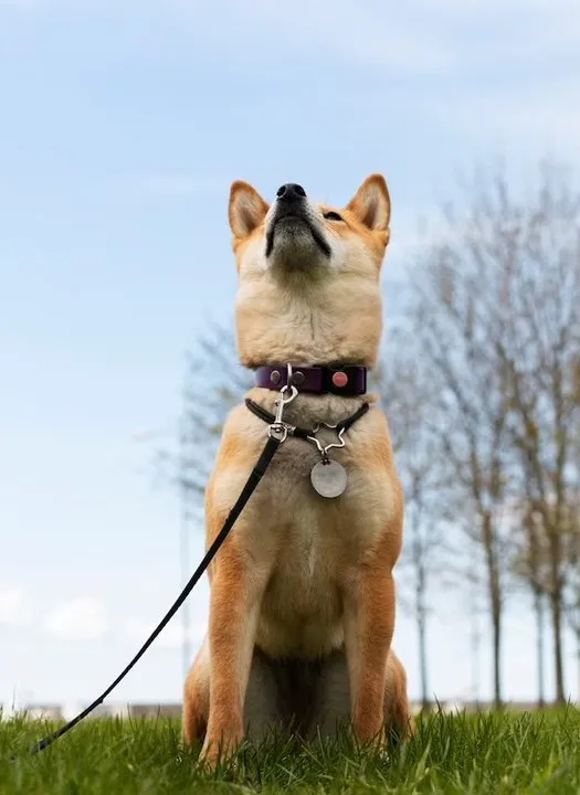 Mor tasmalı, dik kulaklı bir köpeğin çimenlik alanda oturup başını gökyüzüne kaldırdığı fotoğrafı