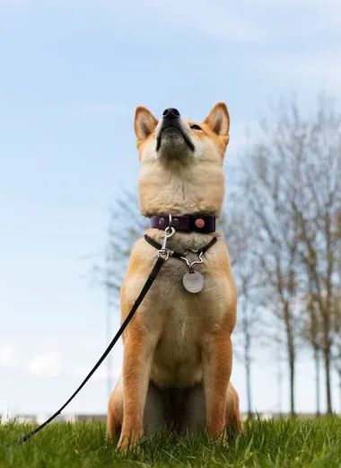 Mor tasmalı, dik kulaklı bir köpeğin çimenlik alanda oturup başını gökyüzüne kaldırdığı fotoğrafı