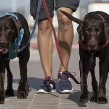 Bir kişinin yanında tasmalarıyla kaldırımda yürüyen iki kahverengi köpeğin fotoğrafı