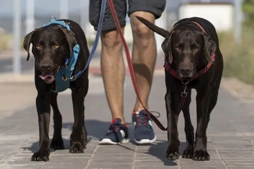 Bir kişinin yanında tasmalarıyla kaldırımda yürüyen iki kahverengi köpeğin fotoğrafı