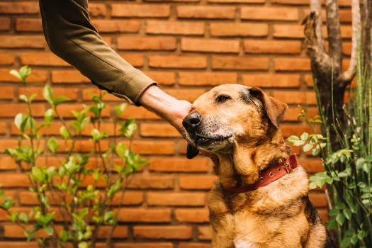 Tuğla duvar önünde kırmızı tasmalı kahverengi bir köpeğin, uzanan bir ele burnunu dayadığı yakın çekim fotoğrafı; çevresinde yeşil fideler var.