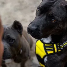 Sarı göğüs tasması takan siyah bir köpeğin yakın çekim fotoğrafı; arka planda bulanık başka bir köpek ve bir kişinin omzu görülüyor