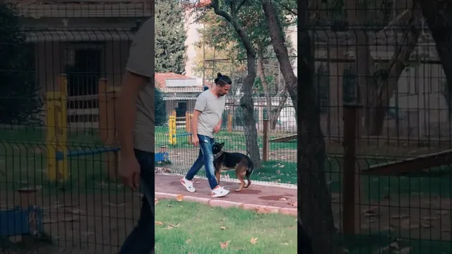 "İleri İtaat Eğitimi" videosunun kapak görseli