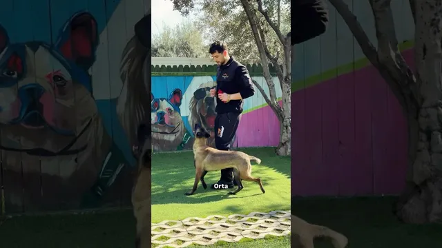 "Denizli Köpek Eğitimi & Köpek Oteli" videosunun kapak görseli