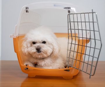 denizli-hayvan-pansiyon denizli-hayvan-pansiyon